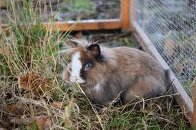 Rabbit Dwarf Company
