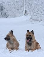 Snow Dogs Dog