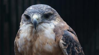 Raptor Bird Nature