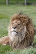 Lion Africa Animal