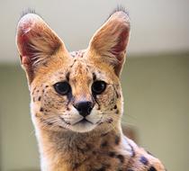 Serval Beast African