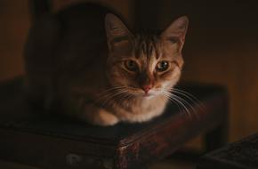 Cat Portrait Animal