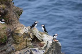 Puffin Bird Nature