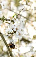 Bee Insect Spring