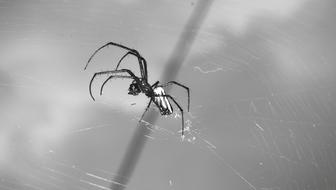 big spider on a web in the garden
