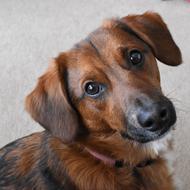 Dog Brown Cute