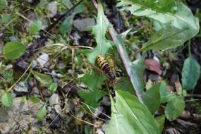 large bee on the grass