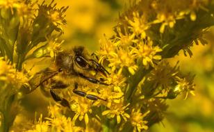 Insect Yellow