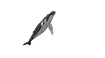wal humpback whale animal maritime