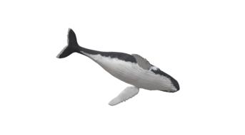 wal humpback whale animal maritime