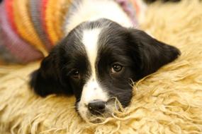 Cute Puppy Snuggly