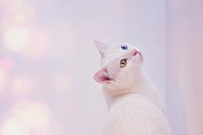 Cat White Angora