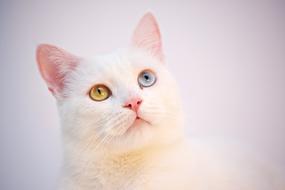 beautiful cat with different eyes