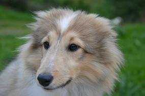 shetland sheepdog puppy