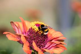 Hummel Insect Animal