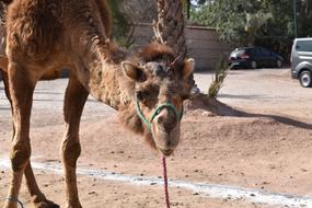Morocco Camel Animal