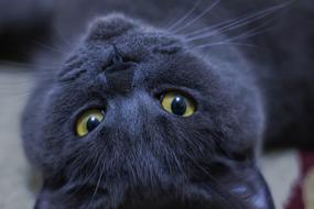 The British Animal Cat