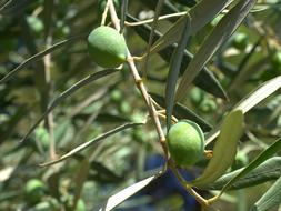 fresh olives on a branch