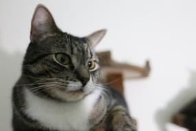 Cat Animals Predator