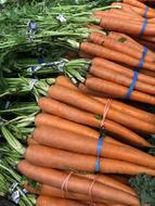 fresh tasty carrots