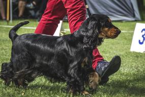 spaniel Doggy Favorite