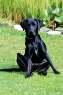 Labrador Bitch Black