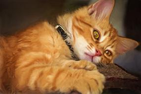 Cat Portrait Fur