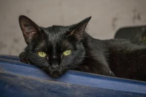 reclining black cat