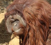 Orangutans Animal Boss Long