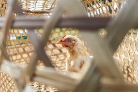 Chicken Closeup Poultry