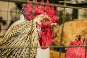 Cock Poultry on Farm