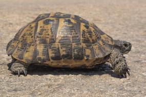 Turtle Reptile Animal