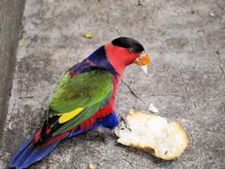 colored parrot with bread