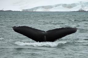 Tail Whale Antarctica