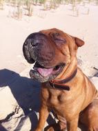 happy sweet dog