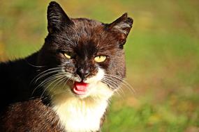 Cat Strays Pet Domestic