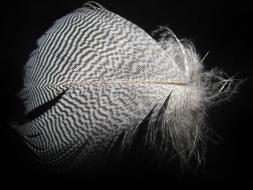 Feather Bird Nature