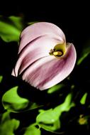 Arum Lily Bee Insect