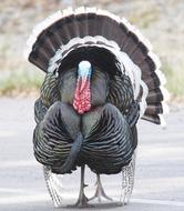 Turkey Bird Close Up