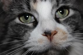 cat with wet eyes