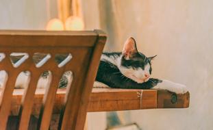 Cat Sleep Pet