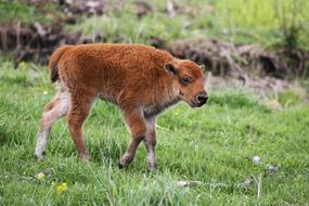 Bison Calf Buffalo