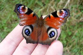 Insect Nature Macro Butterfly In