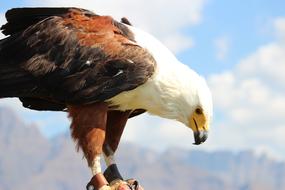bald eagle hunting fish