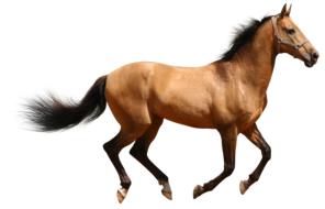 Horse Brown Isolated