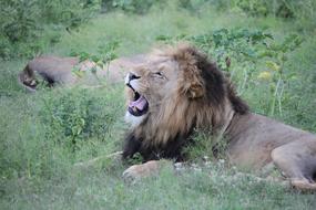 wild lions on safari