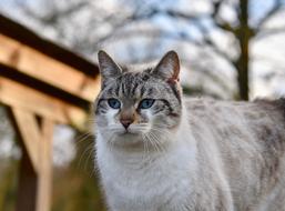 domestic purebred cat on a walk