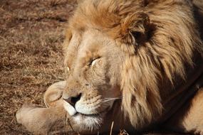 Lion Sleeping in Wildlife
