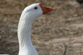 Goose Bird Nature