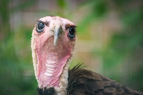 Vulture Cap Raptor Bird portrait